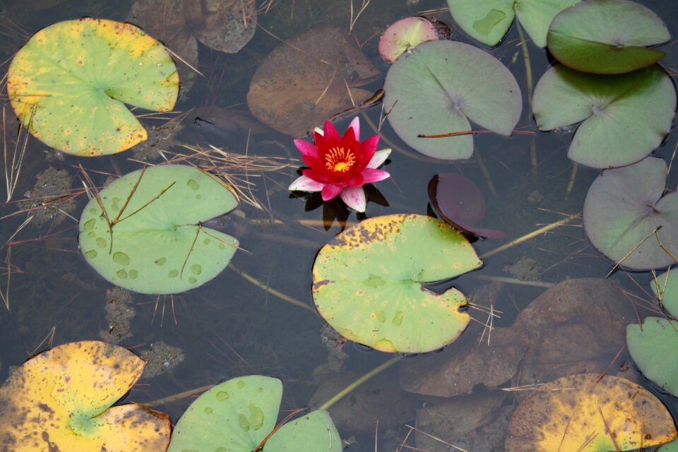 Blossom bloom pond