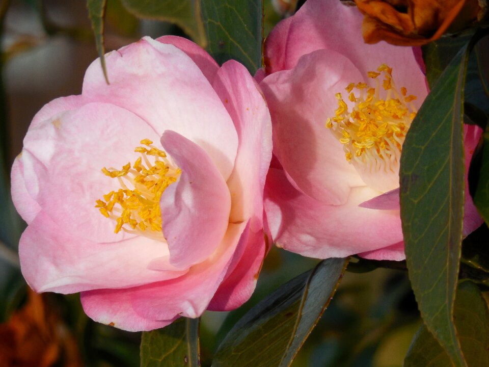 Nature season blossom