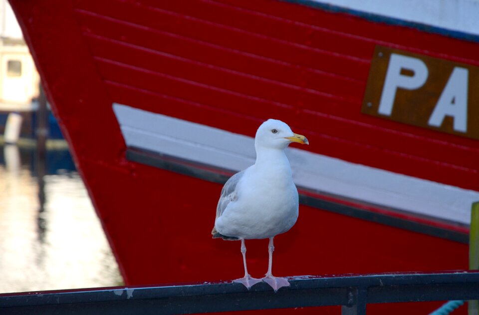 Water bird ship photo