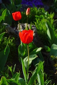 Blossom bloom ornamental flower