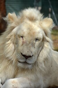 Lion close up photo