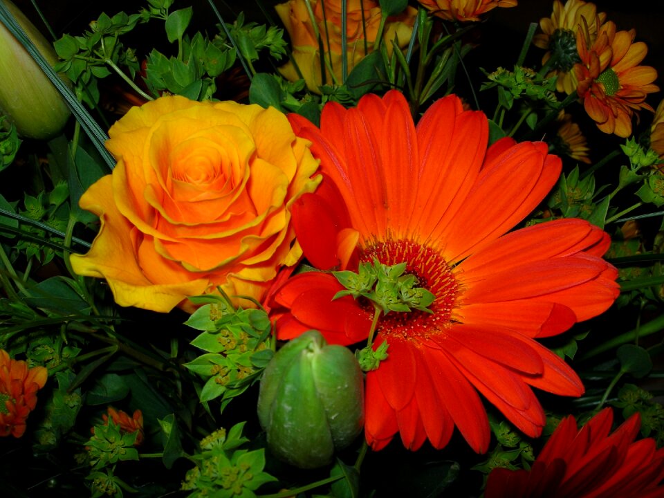 Gerbera blossom bloom