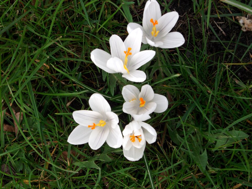 Spring white schwertliliengewaechs