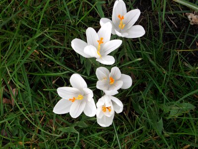 Spring white schwertliliengewaechs photo