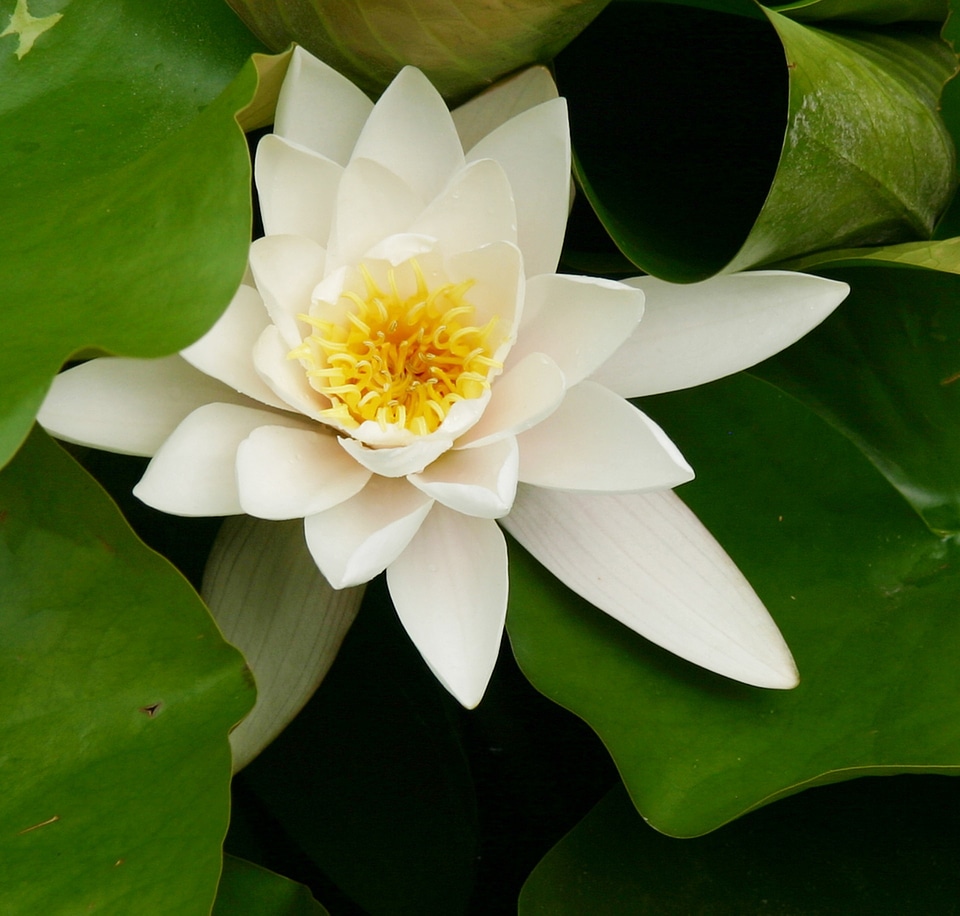 Nuphar bloom flower