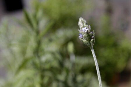 Lavender flower nature