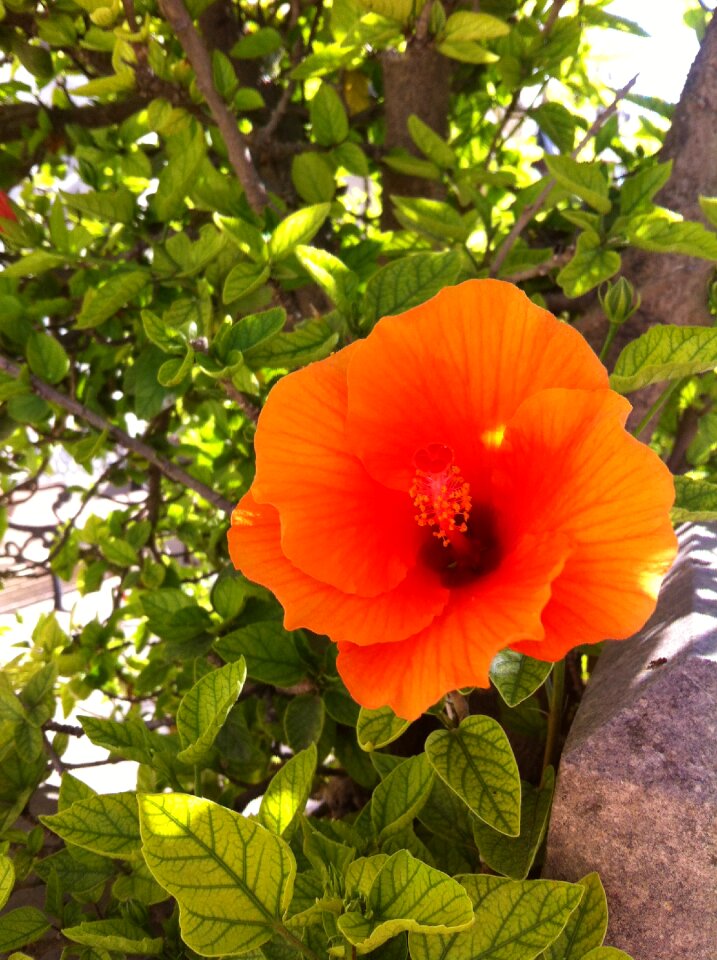 Flower orange plant