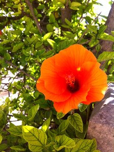 Flower orange plant