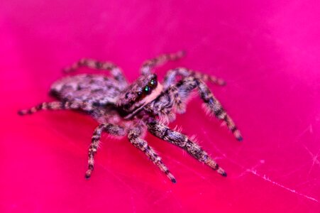 Spider color detailed