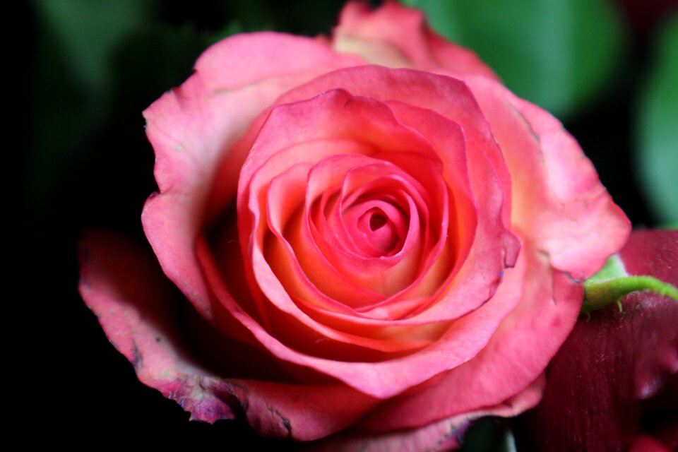 Flower multi coloured beautiful