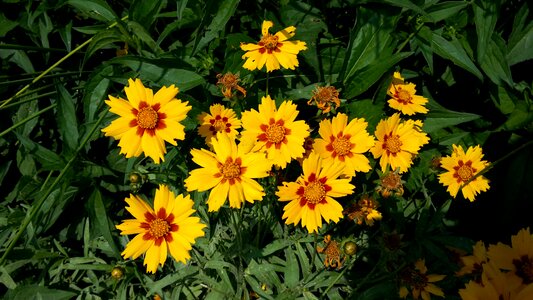 Flowers nature green