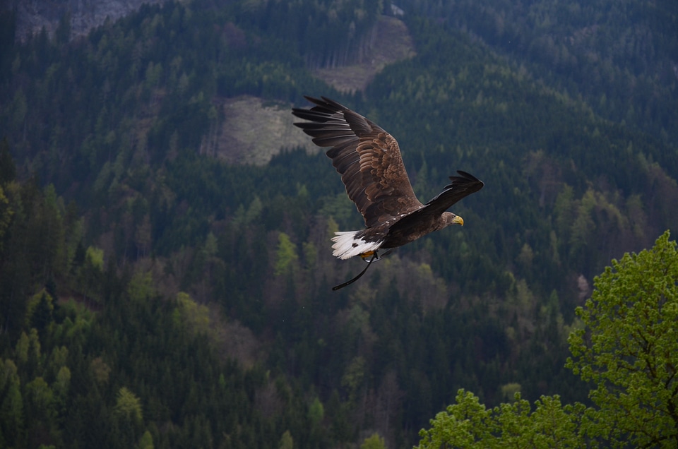 Bird of prey raptor heraldic animal