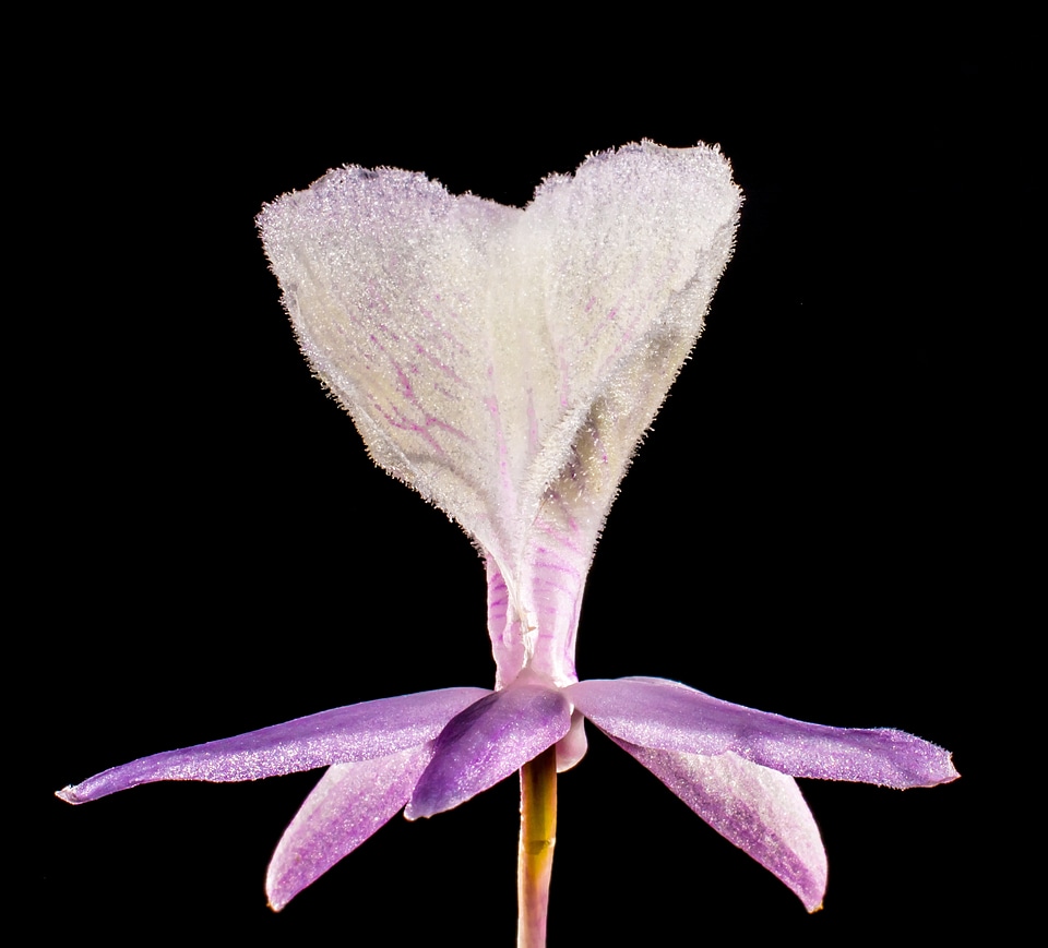 Blossom bloom flower