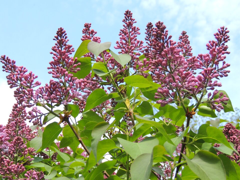 Lilac flower Free photos