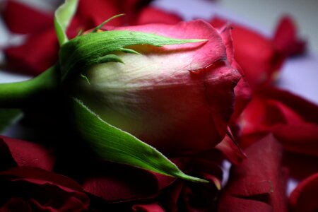 Rose flower multi coloured