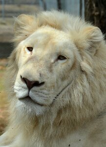 Lions face photo