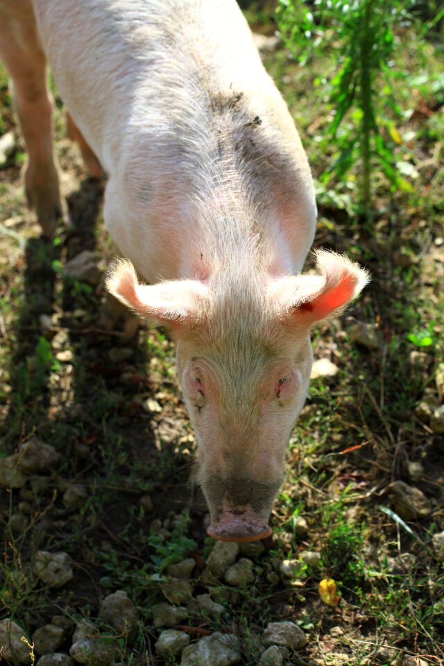 Pig pink farm