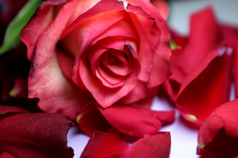 Rose flower multi coloured