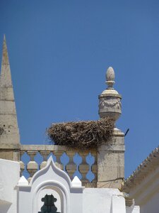 Stork portugal bird