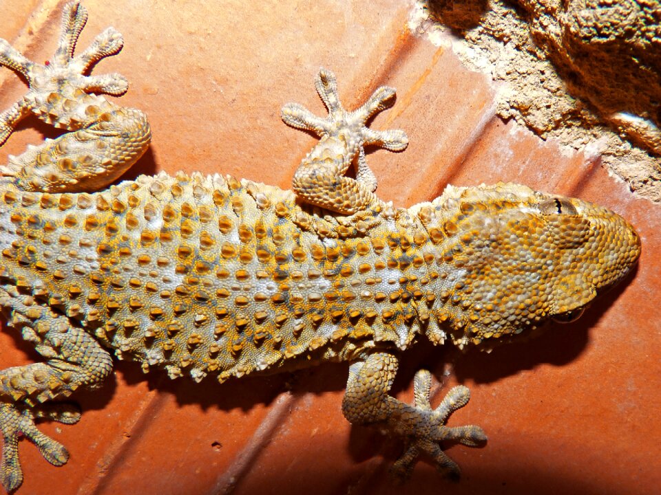Reptile texture lizard