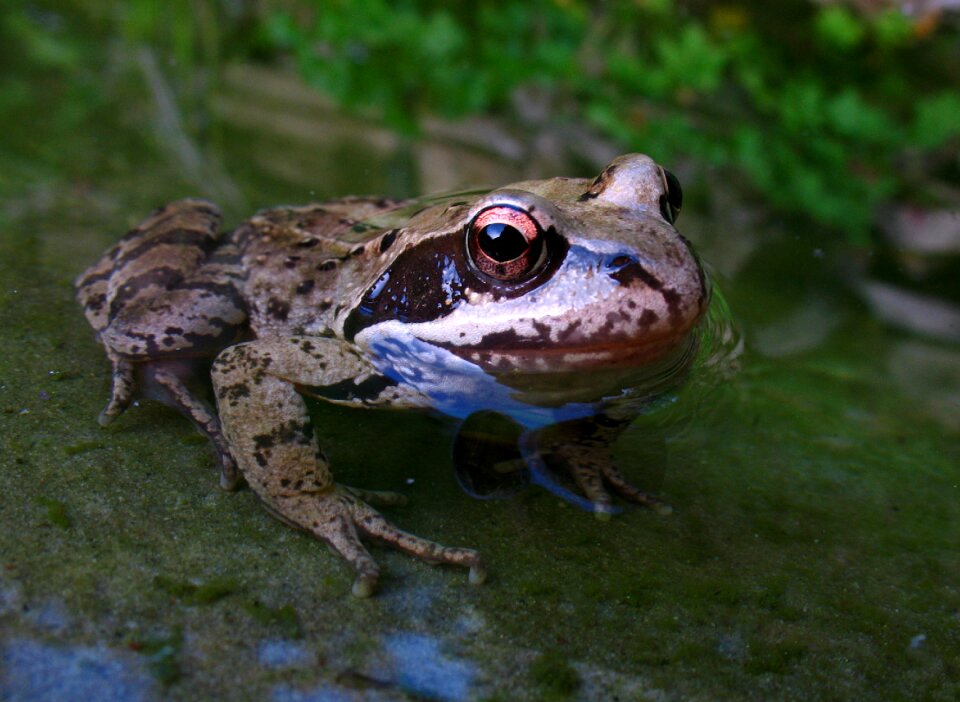 Amphibian frog water