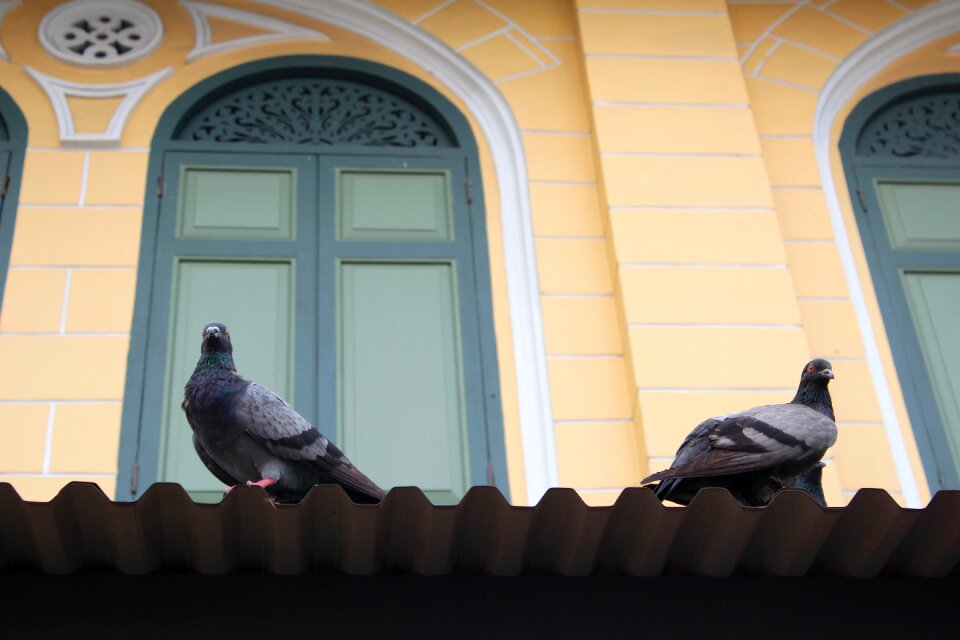 Building architecture ornament