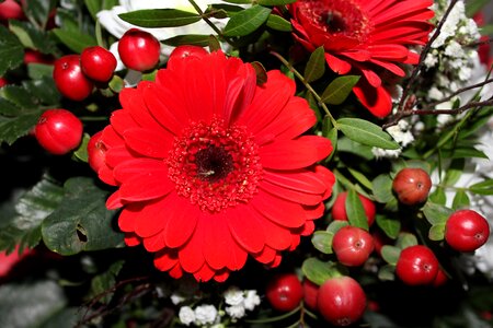 Decorative plant cut flowers