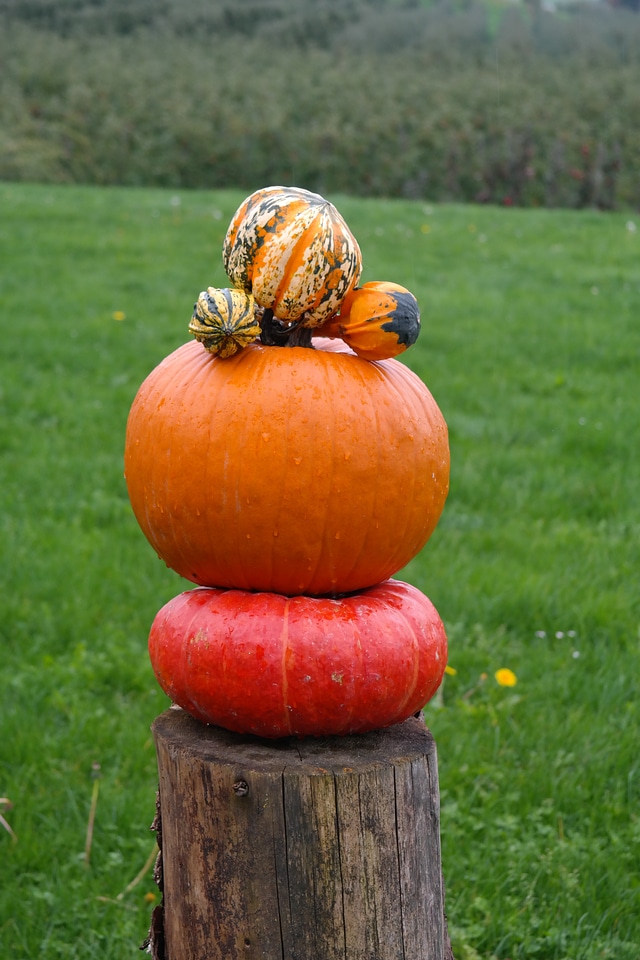 Red zentner autumn autumn vegetables