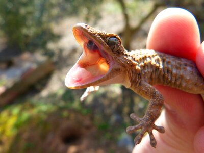 Reptile detail hand