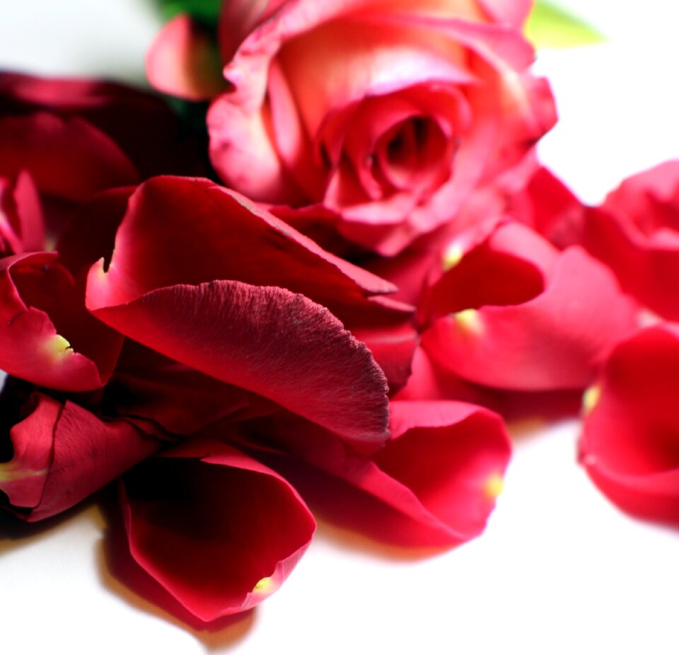 Rose flower multi coloured