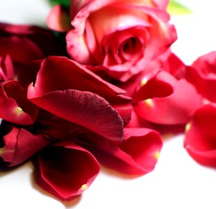 Rose flower multi coloured