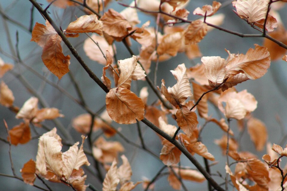 Leaf foliage leaf dry