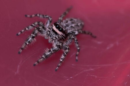Spider color detailed