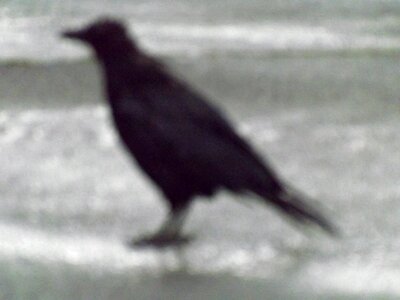 Bird adverse fate mishap