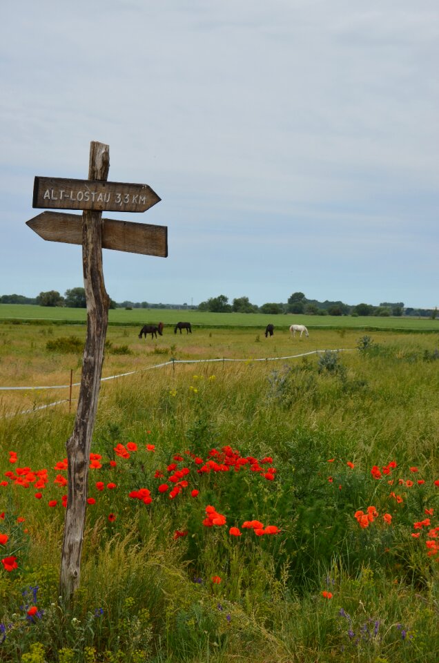 Red klatschmohn horses