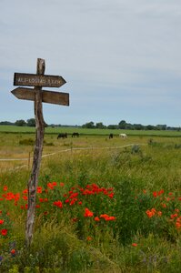 Red klatschmohn horses photo