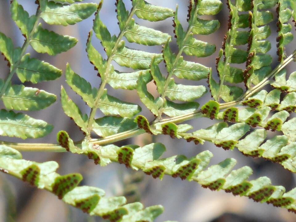 Plant green nature