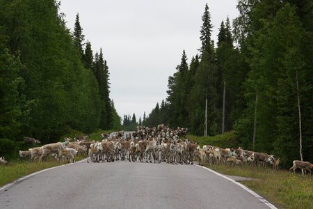 Reindeer road horse-sleigh