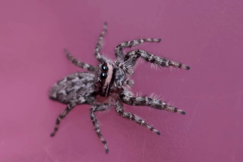 Spider color detailed