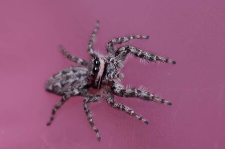 Spider color detailed