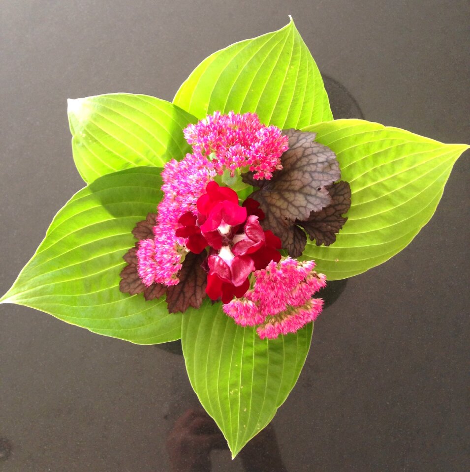 Flower nature colorful