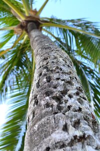 Oahu palm photo