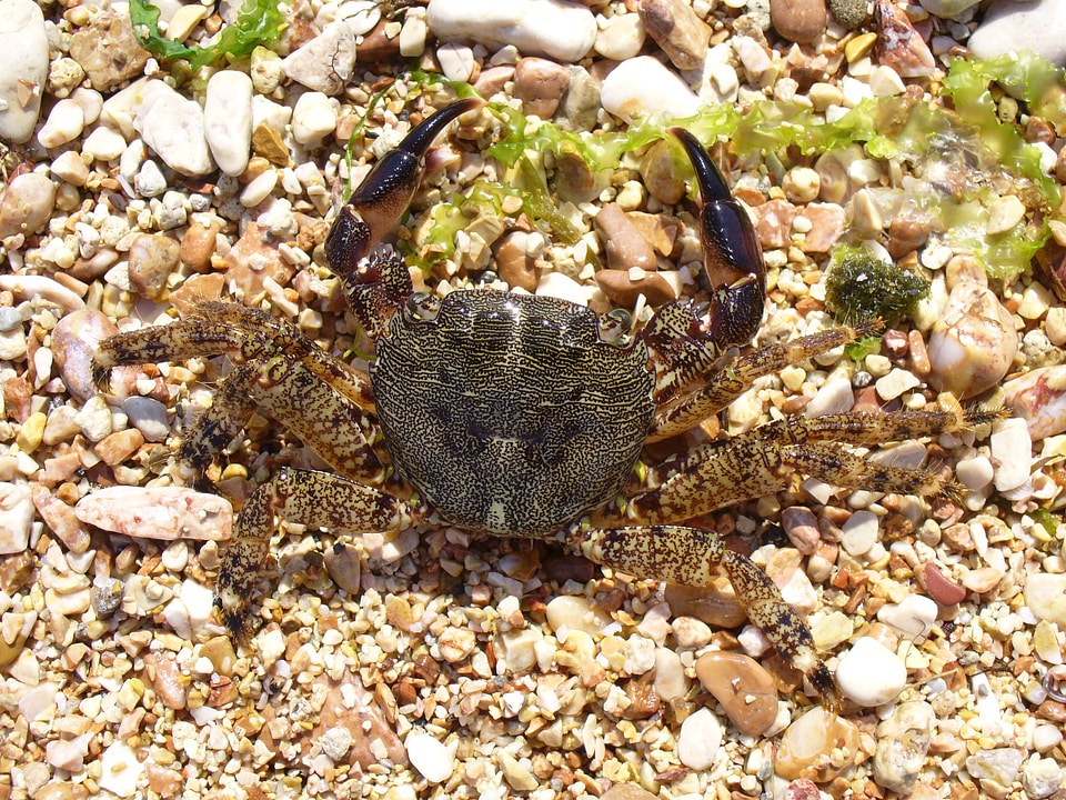 Pachygrapsus marmoratus grapsidae unusual