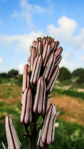 Field plant nature