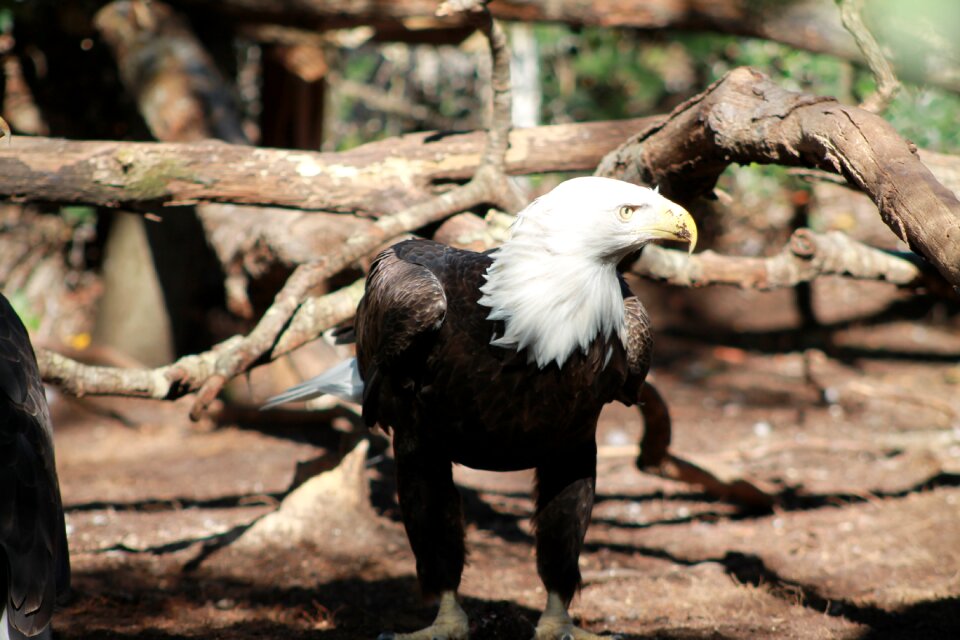 Bird symbol animal