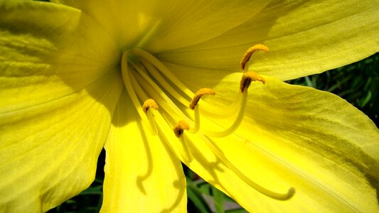 Lily nature blossom