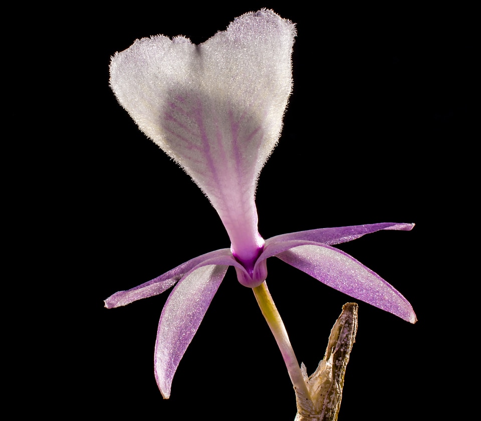 Blossom bloom flower