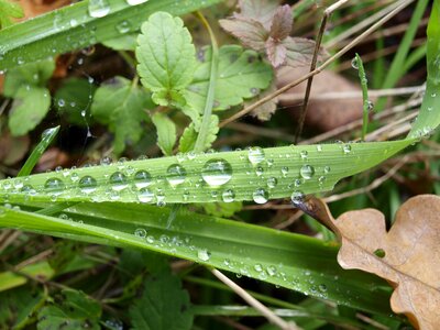Plant blade of grass wet