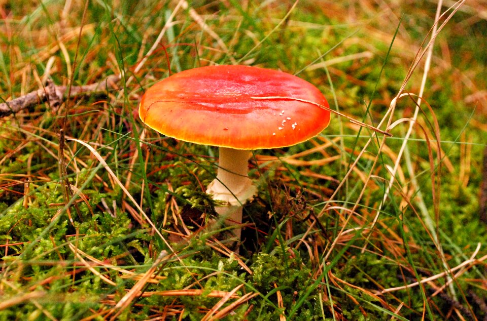 Nature autumn toxic