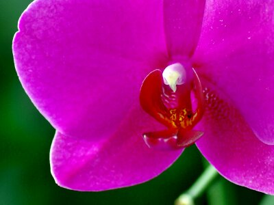 Plant flower flora